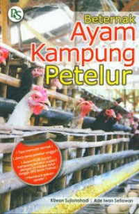 Beternak ayam  kampung petelur'