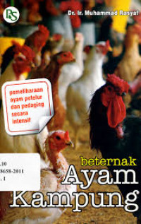 Beternak ayam kampung.