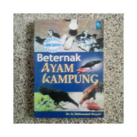 Beternak ayam kampung.