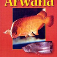 Arwana