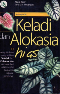 Keladi alokasia hias