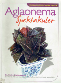 Aglaonema spektakuler